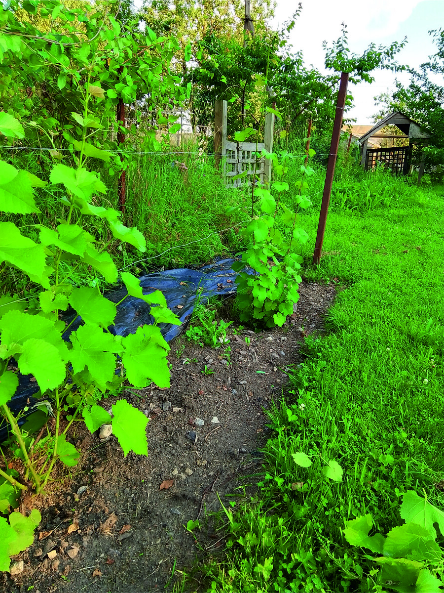 Шардоне в Ленинградской области. 25.07.2025. Песчаный грунт.