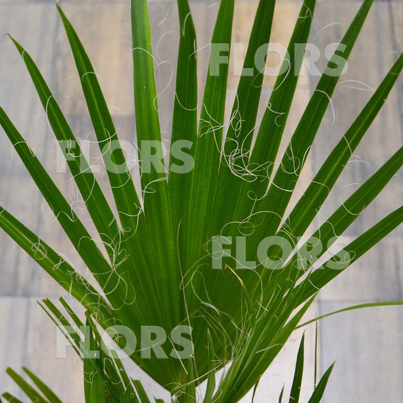 Лист Вашингтонии нитеносной