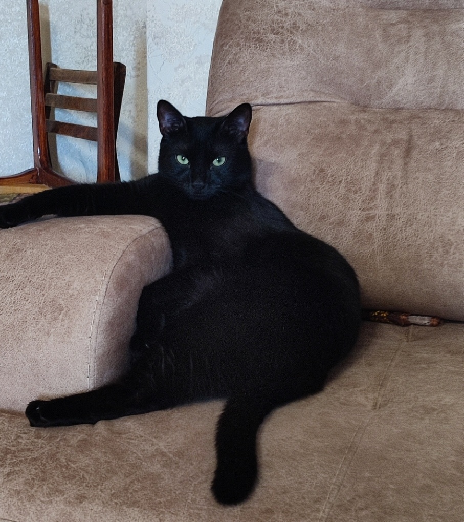 Король дивана. 