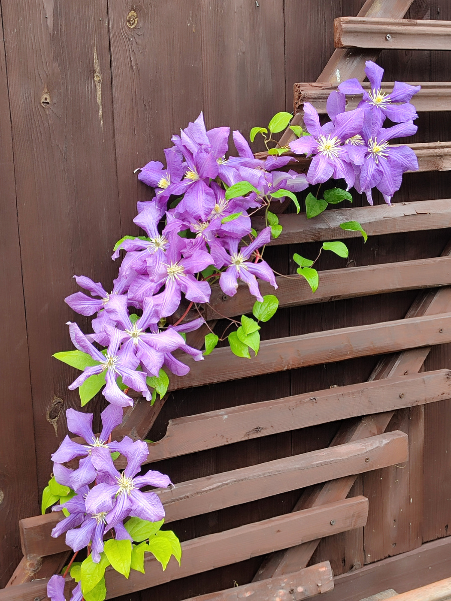 Лютер Бербанк, 3 я группа обрезки