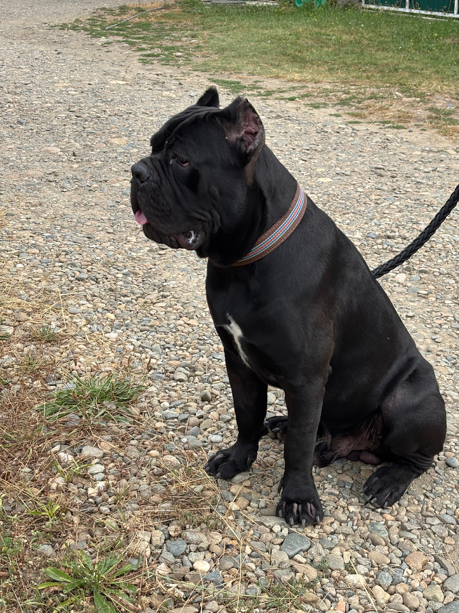 Космо ждет хозяина 