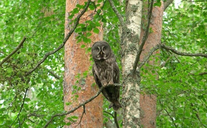    © телеграм-канал биолога Павла Глазкова «Каждой твари по паре»