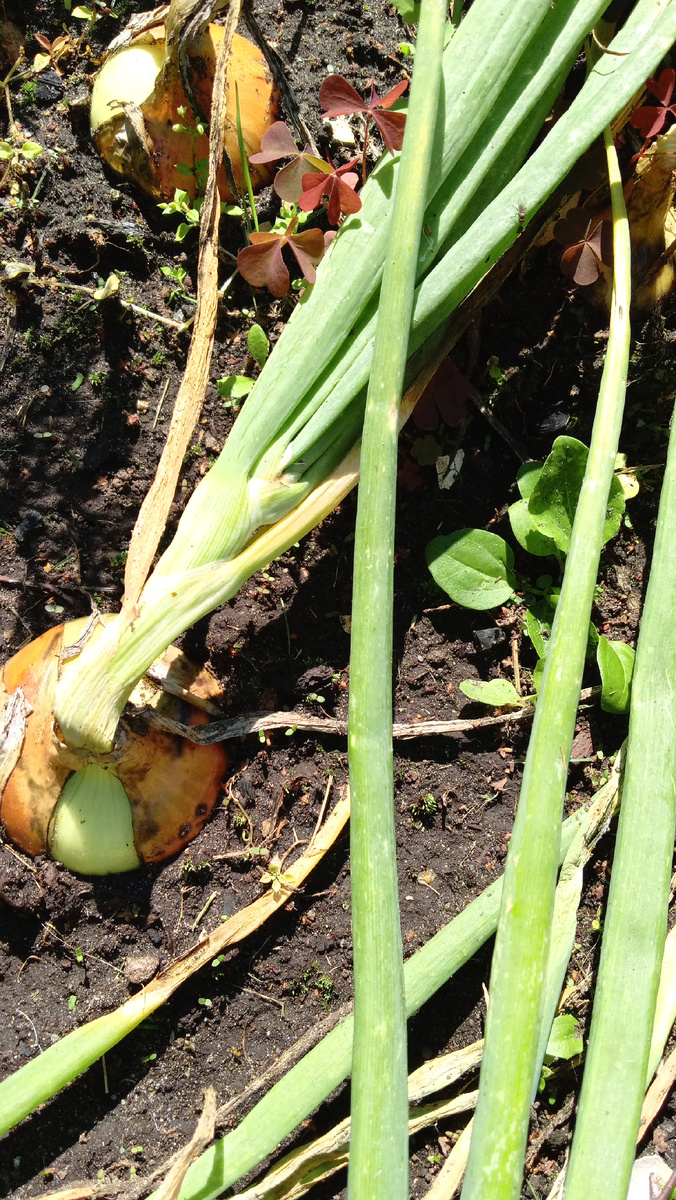 Головки сами просятся, чтобы их выкопали. Фото автора.