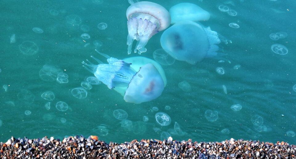    Nina Lyashonok/ZUMAPRESS.com / www.globallookpress.com