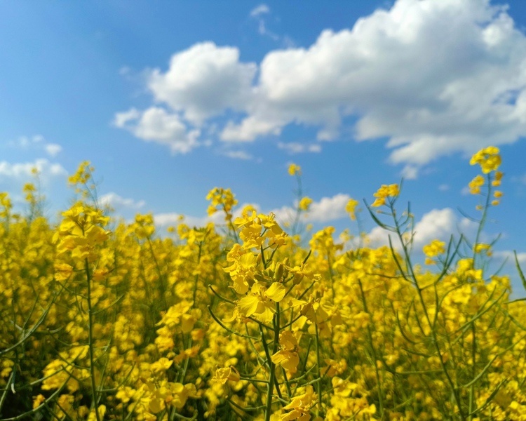     В Курской области 27 июля обещают дожди, грозы и до +30 градусов