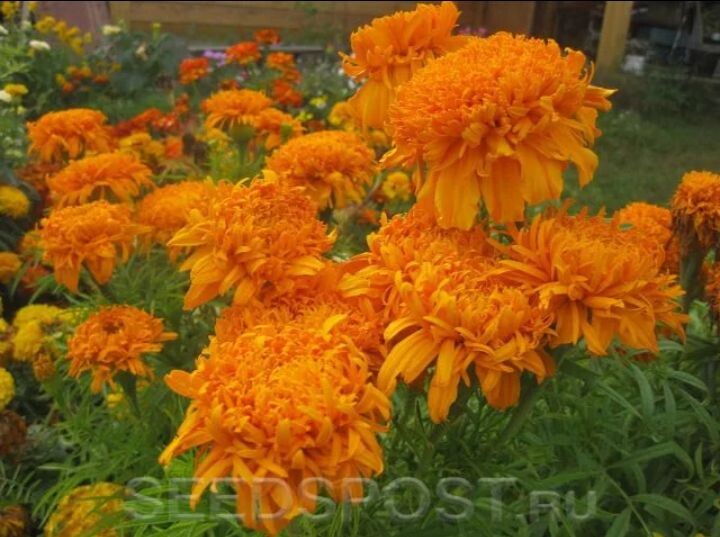 Посмотрите какие красивые!