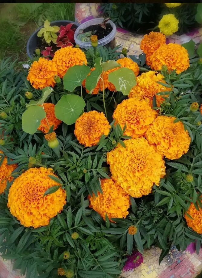 Мои бархатцы 