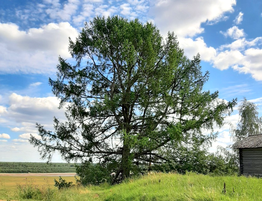 «Лиственница Фёдора Абрамова» в деревне Веркола, участница конкурса. Источник: rosdrevo.ru