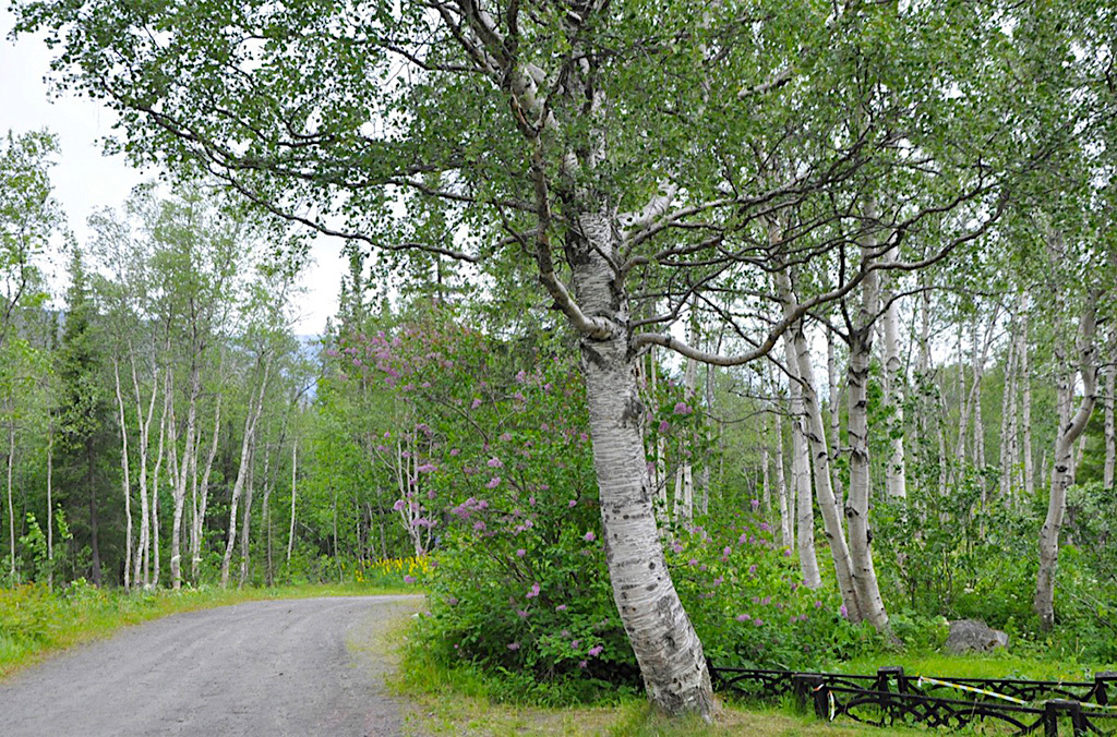 «Берёза желаний», участница конкурса. Источник: rosdrevo.ru