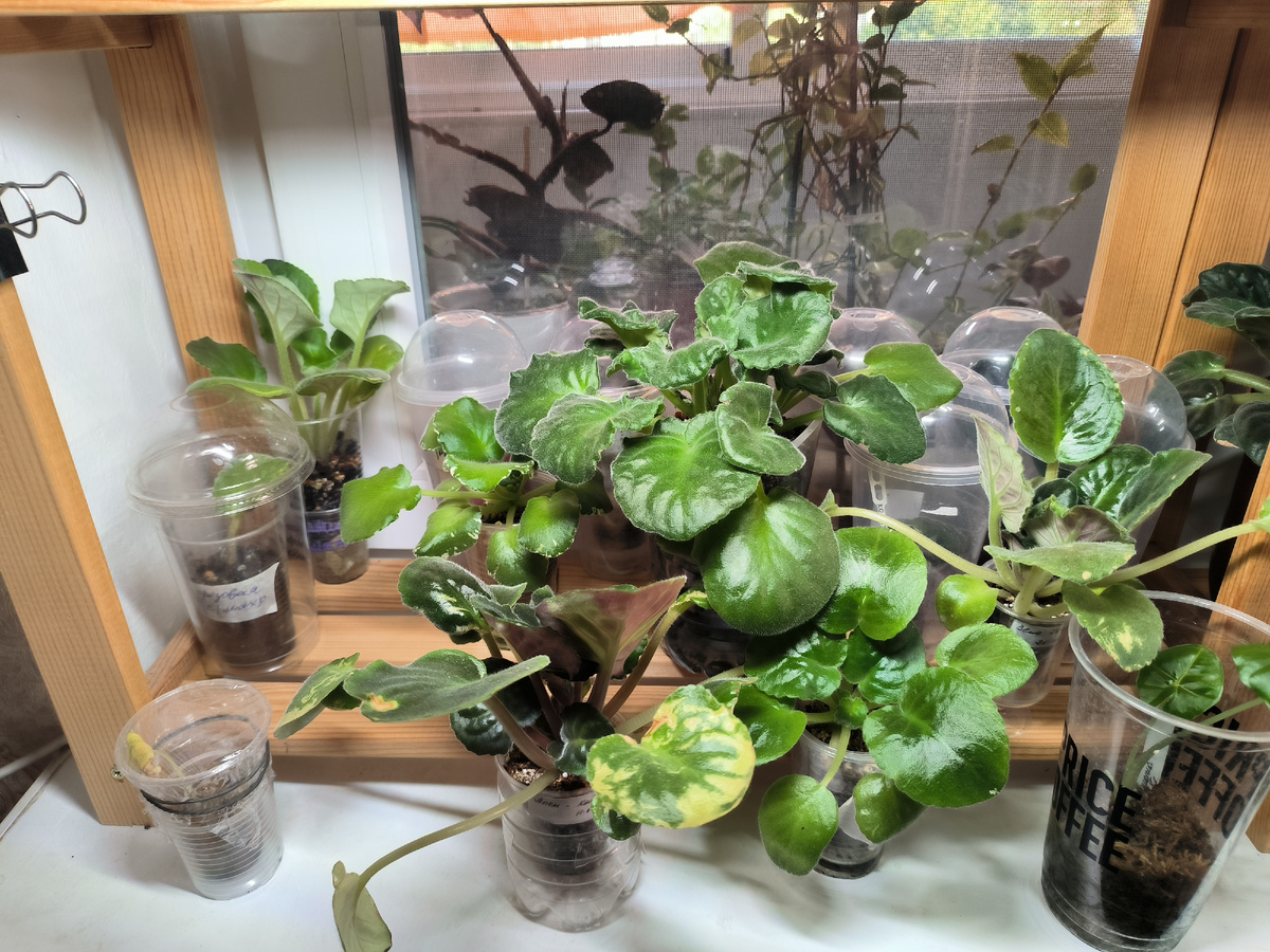 Полка с фиалками