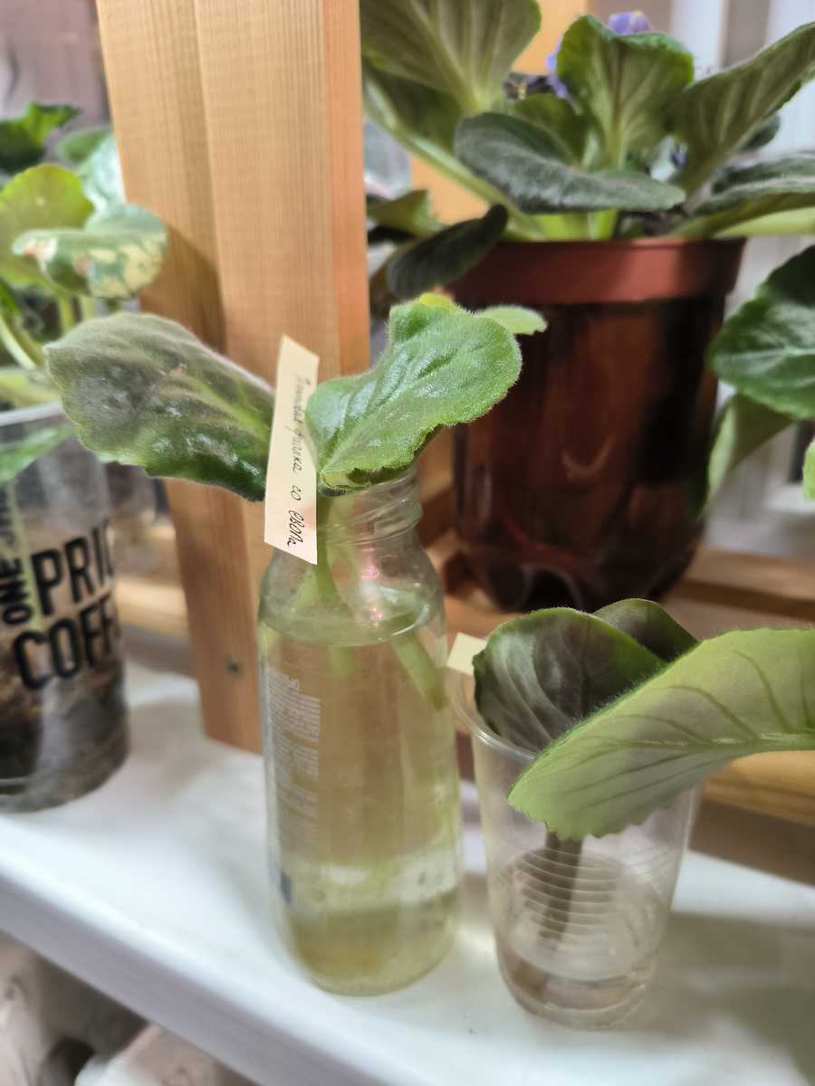 Укоренение листа в воде