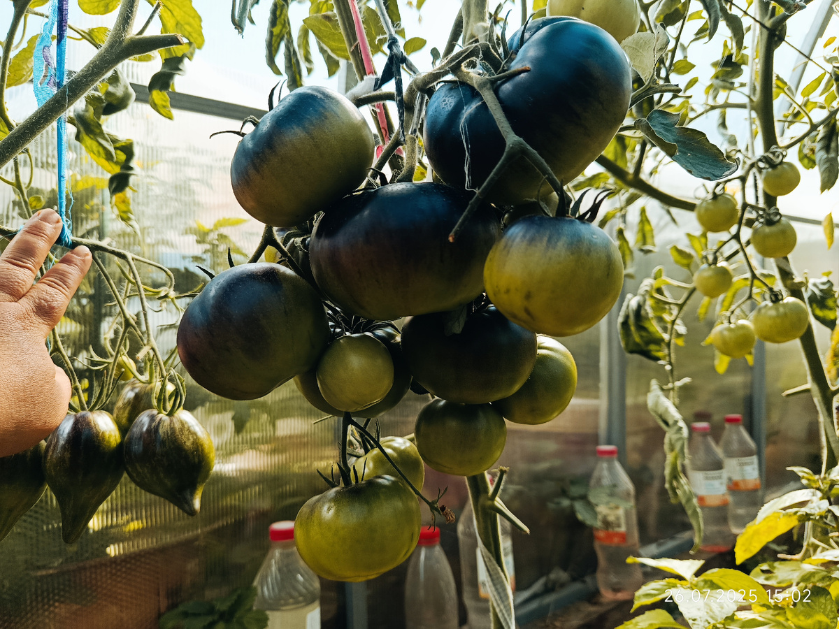 Отодвинула рукой  кисть соседнего куста