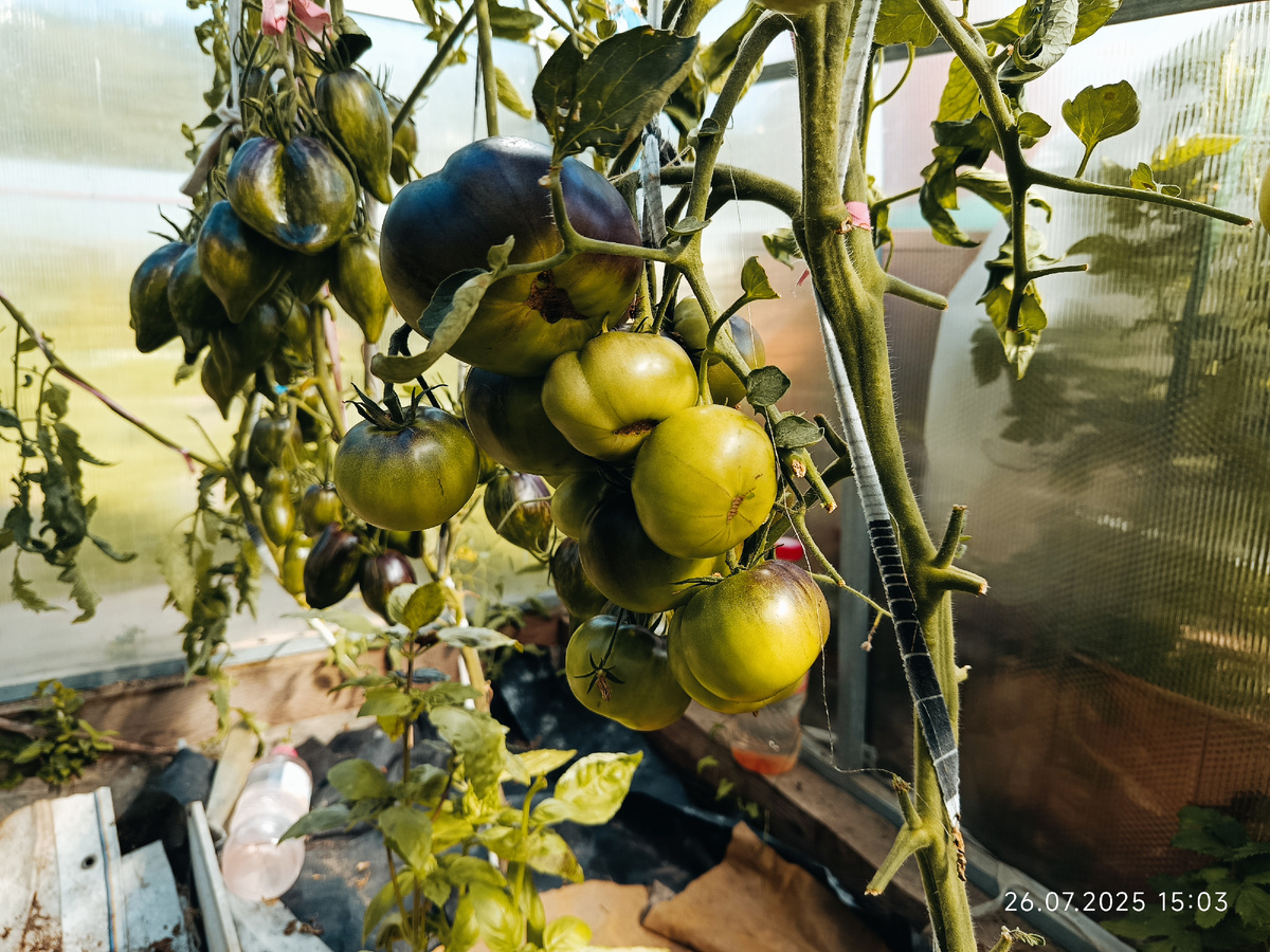 Она же, с другой стороны