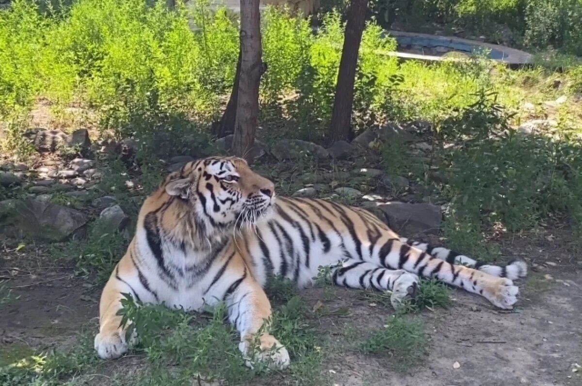    Посетители Воронежского зоопарка могут наблюдать за тигром Тихоном