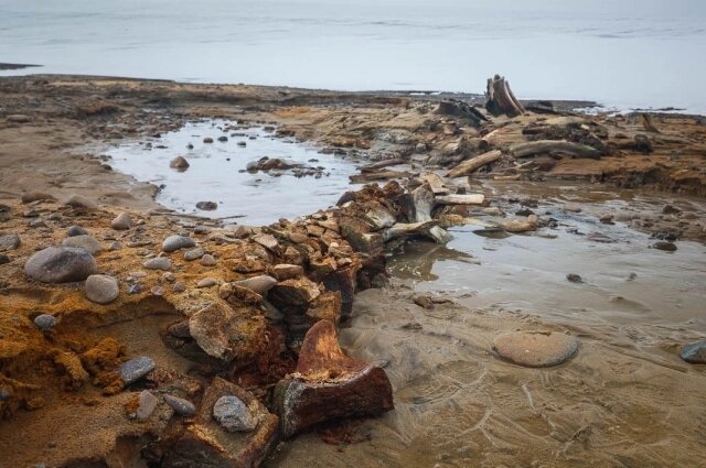    Фото: Telegram-канал Арктического и антарктического института.