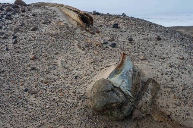    Фото: Telegram-канал Арктического и антарктического института.