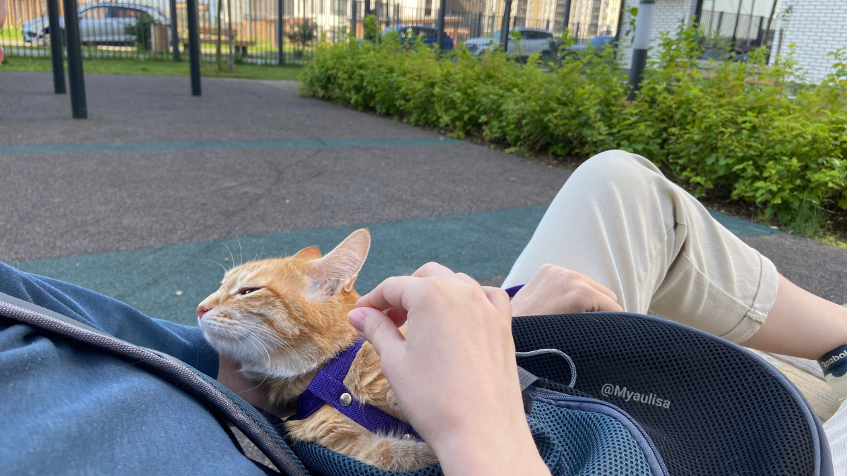 Василиса дремлет, а её гладят.