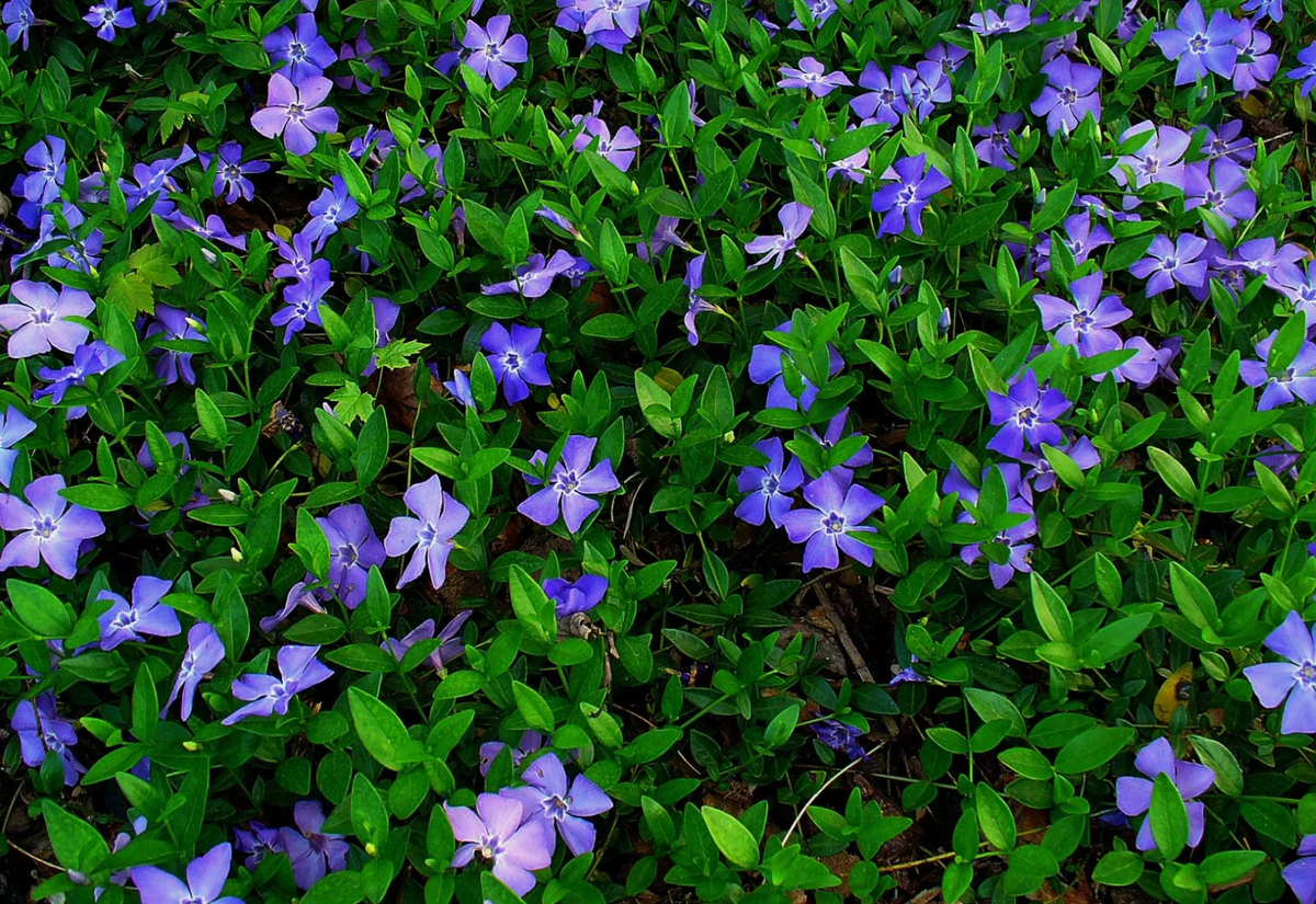 Источник фото: pinterest.com