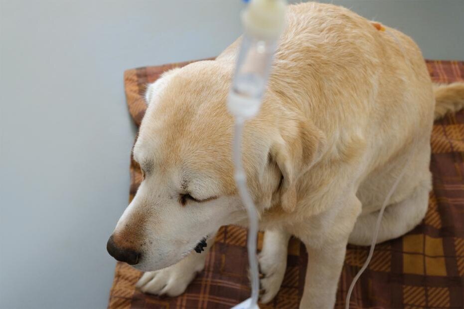    Shutterstock/FOTODOM