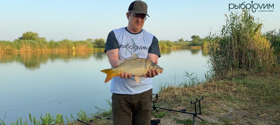 Карп. Фото автора, при использовании ссылка обязательна.