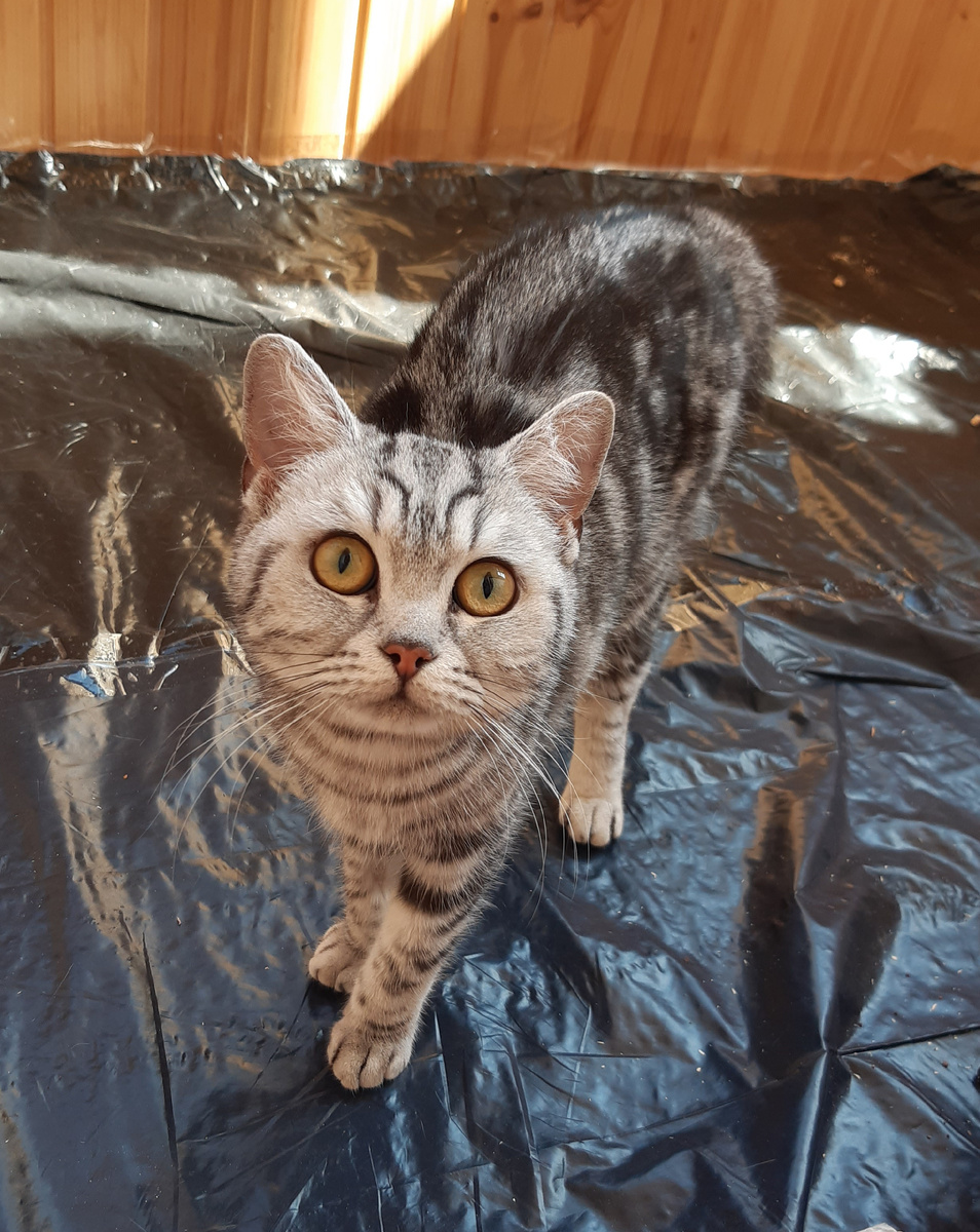 Утреннее приветсвие Коши.