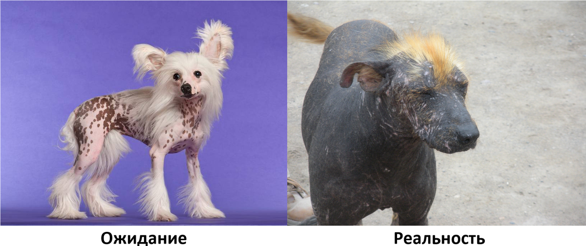 Продавцы уверяют: “Это чистокровные, просто без документов”.