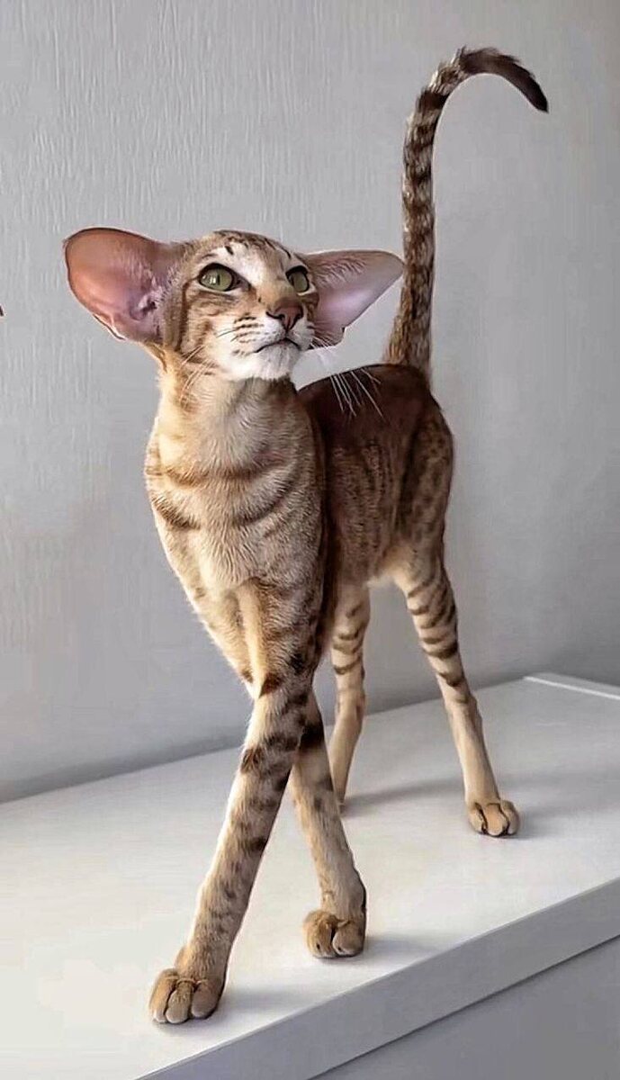 “Почему так дорого?” — спрашивают у заводчика. Ответ прост: за каждой цифрой стоят конкретные вложения. 