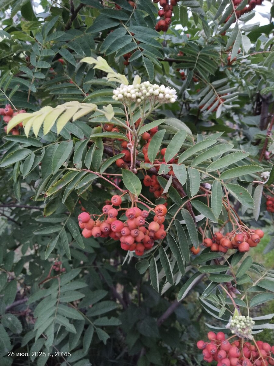 Фото из личного архива, рябина цветёт повторно, июль 