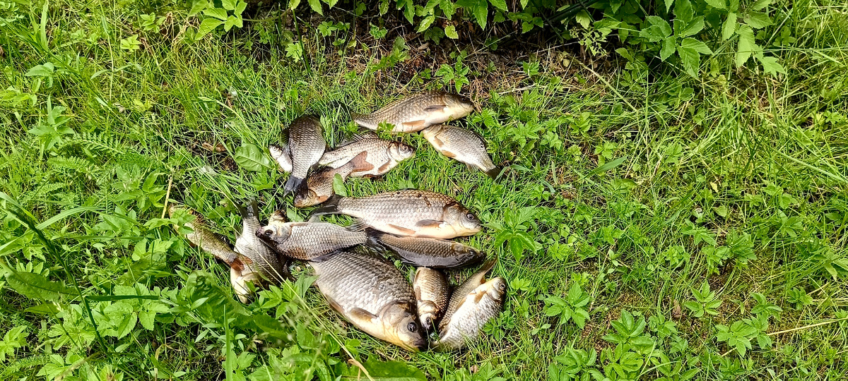 Один из наиболее удачных уловов. 