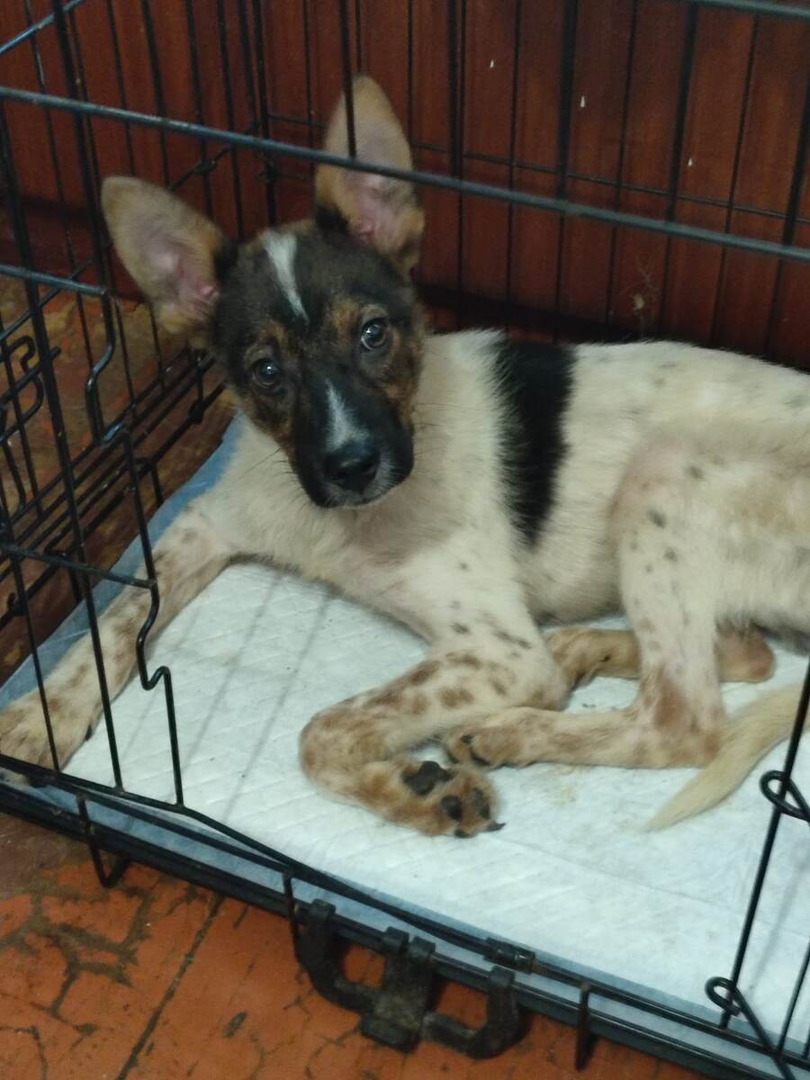 Симба - парнишка с оригинальным окрасом и задумчивым взглядом