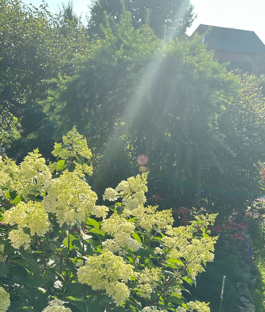 Встал сегодня рано - и кроме бодрости, еще и дивный ранне-утренний облик всего вокруг!