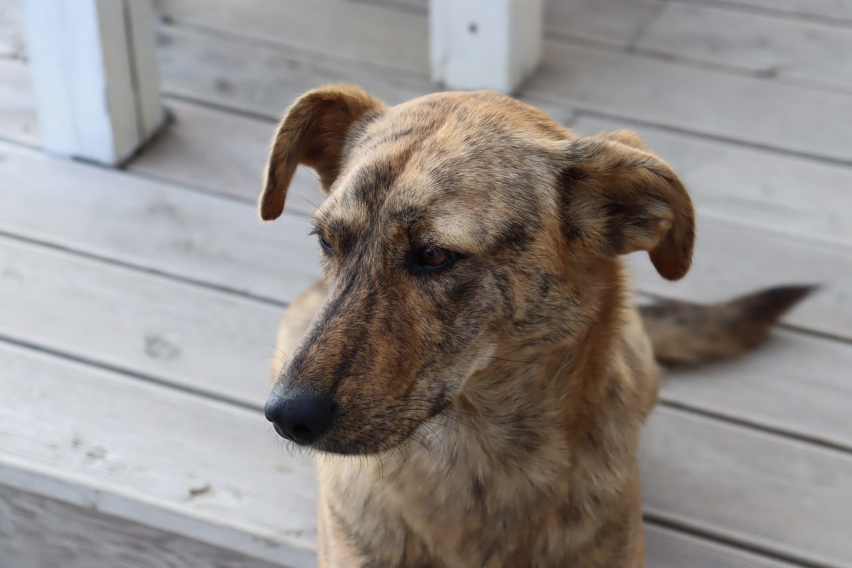    Фото: "Крым 24" Elena Maltseva