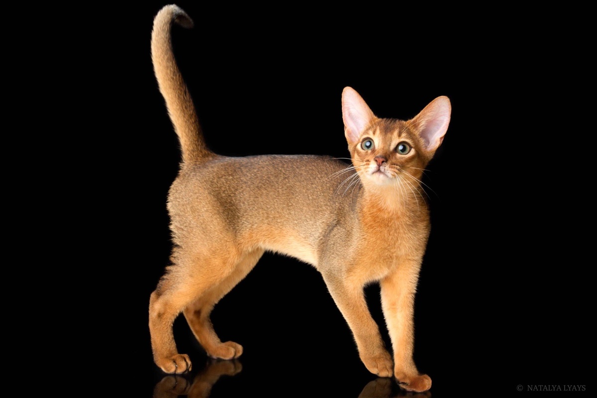Порода кошек Абиссинская (фото взято с интернета)