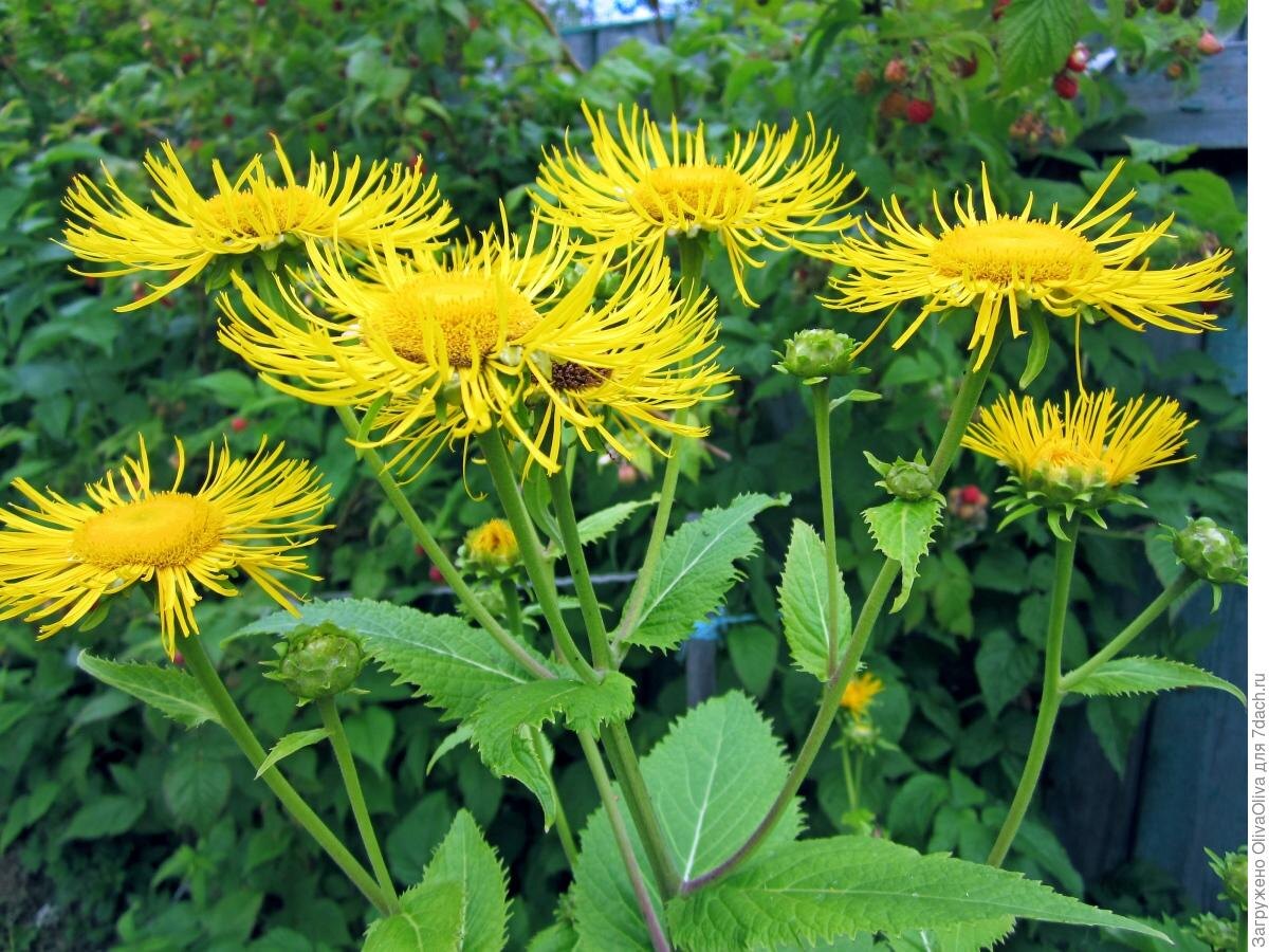 Фото из свободного доступа