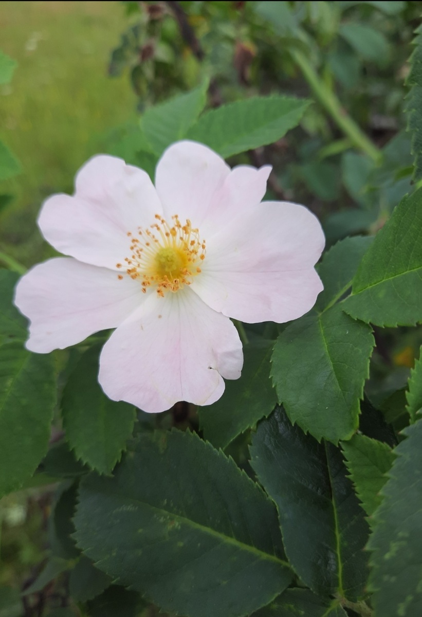 Цветущий шиповник 