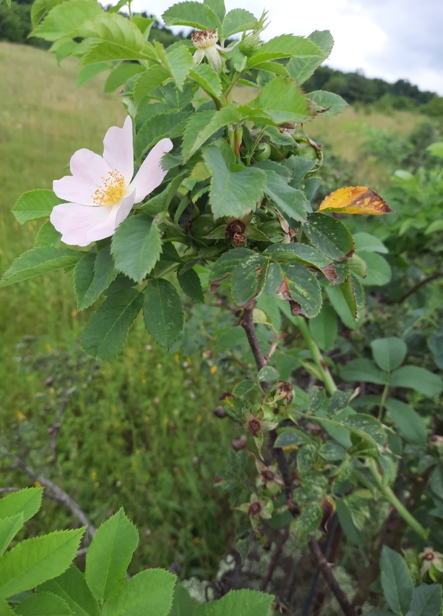 Цветочки и ягоды 