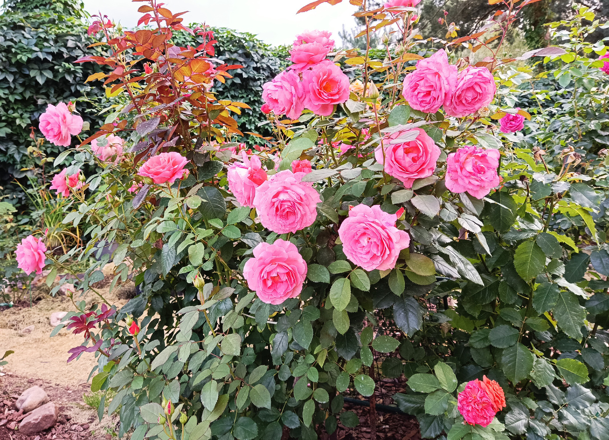 ШРАБ ИНСТИТУТ ЛЮМЬЕР.