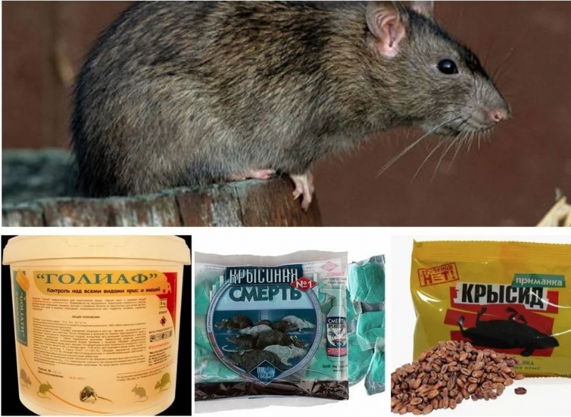 Фото взято из интернета 