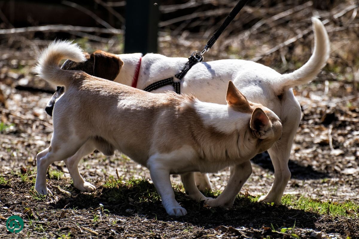 Собаки обнюхивают друг друга 