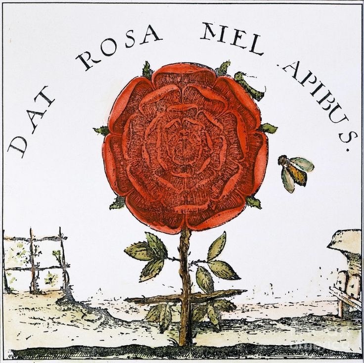 Роза Розенкрейцеров 