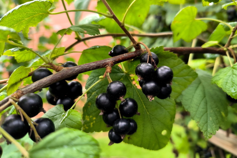    © Maksim Konstantinov/Globallookpress