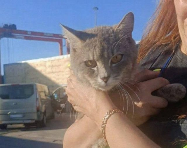    Кот Мафик. Фото: социальные сети