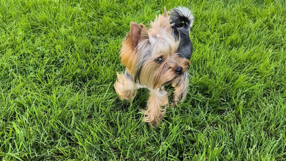 Как часто нужно стричь йоркширского терьера?