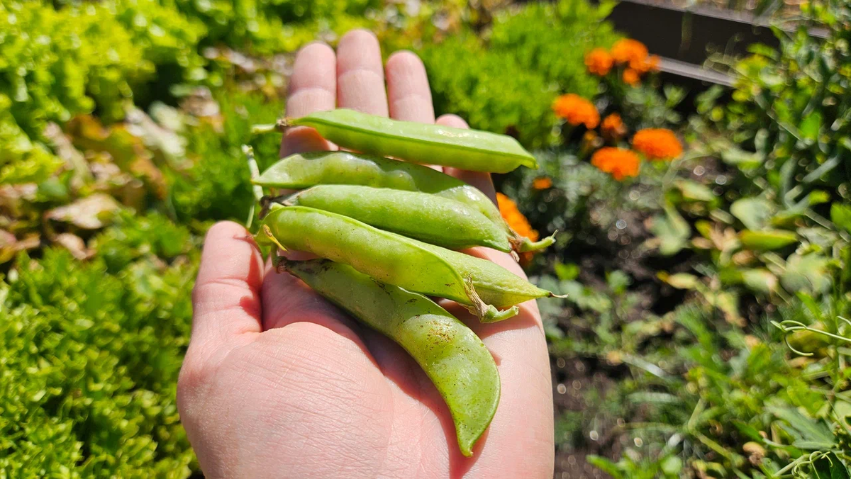 Собираем урожай