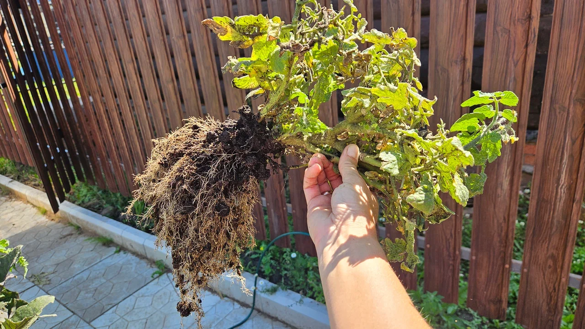 Убрали томаты с грядок (которые выращивали еще в зимнем огороде на подоконнике)
