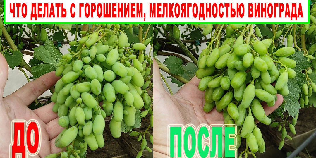 🍇 Мелкоягодность или горошение винограда. Прорезка, осветление гроздей. Нужно ли это делать?