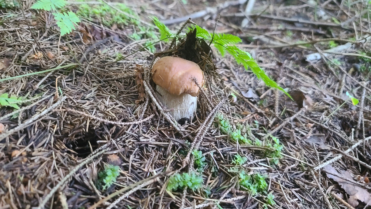 Первые малыши второй волны. Клинский район 26.07.25 