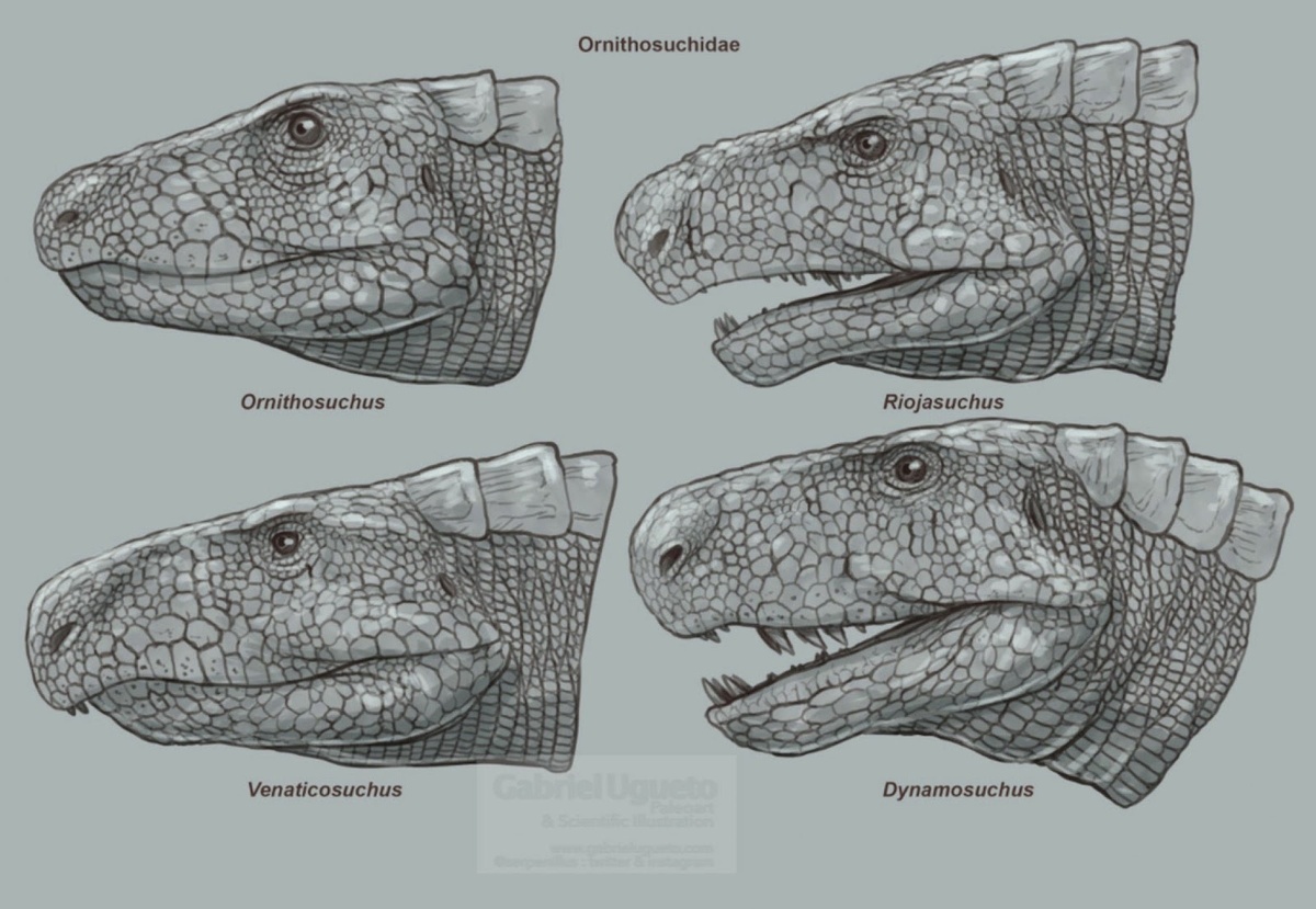 Орнитозухиды от Габриэля Угуэто.