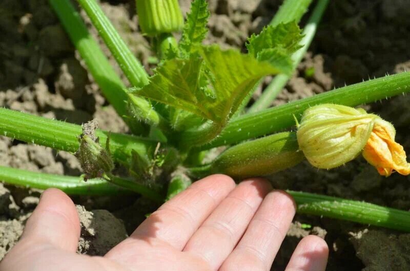 1 ст. л. на 10 л воды для полива кабачков. Что делать, если завязи желтеют и гниют