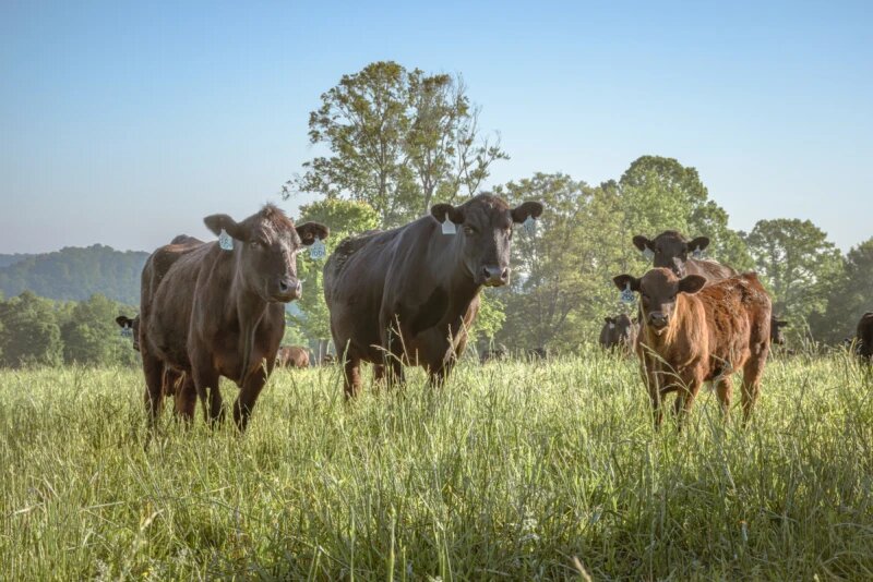 Каждый раз, когда скот покидает ферму и возвращается обратно, существует вероятность того, что он контактирует с животным, являющимся носителем вируса, и заражается вирусом диареи крупного рогатого скота.
(Компания Boehringer Ingelheim)
